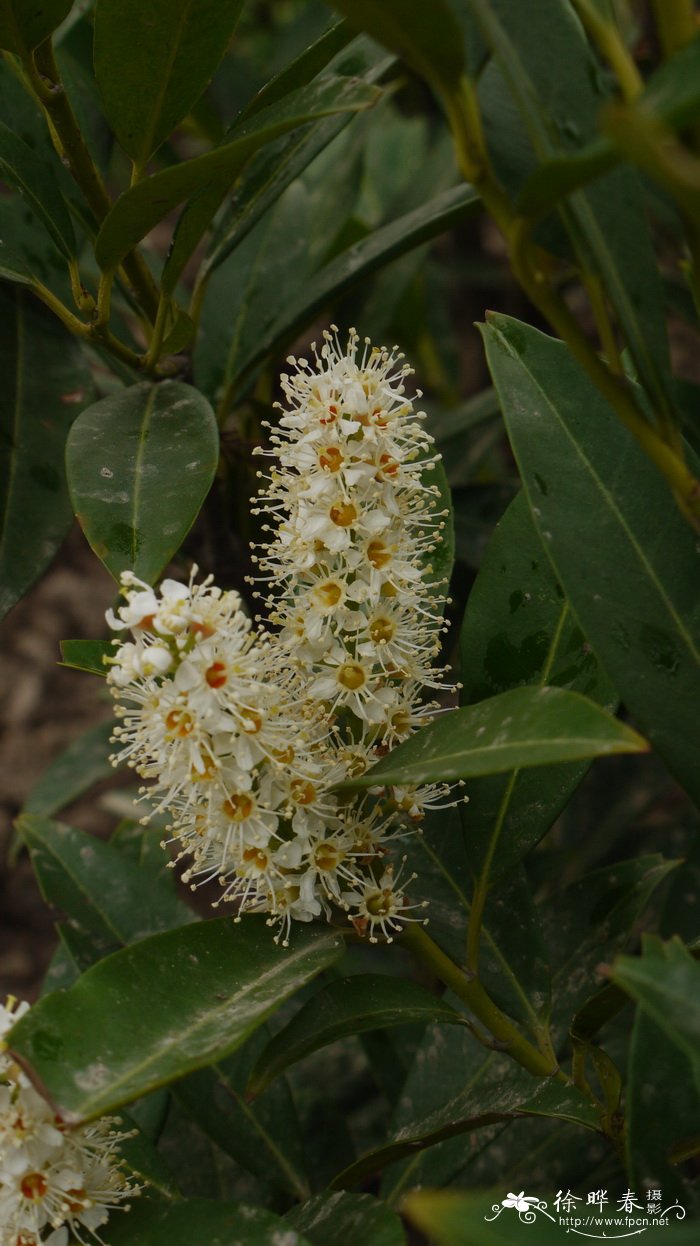 ‘赫伯基’桂樱Prunus laurocerasus 'Herbergii' ‘赫伯基’桂樱Prunus laurocerasus 'Herbergii'