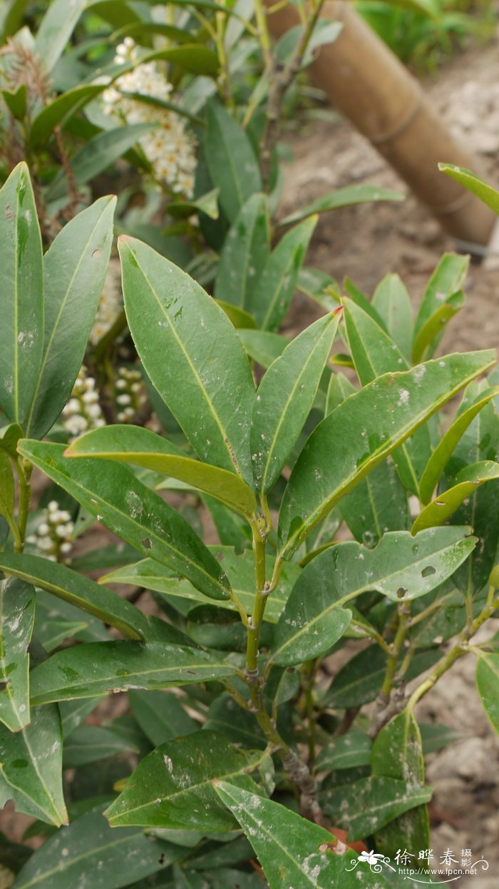 ‘赫伯基’桂樱Prunus laurocerasus 'Herbergii' ‘赫伯基’桂樱Prunus laurocerasus 'Herbergii'