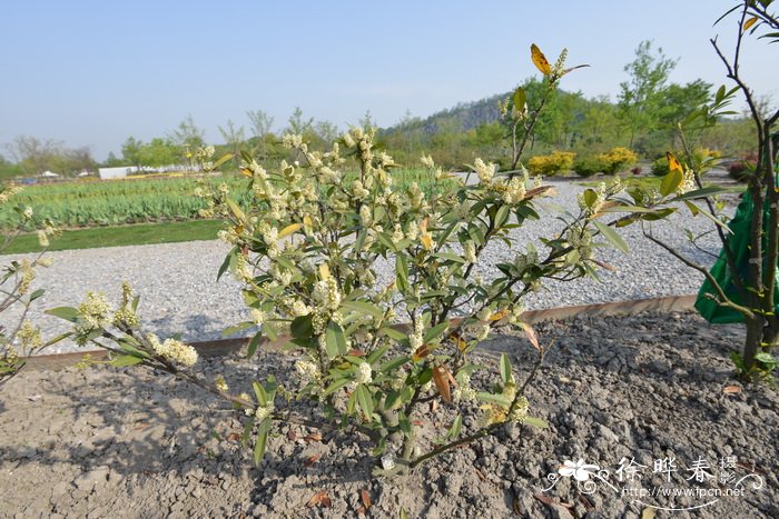 ‘赫伯基’桂樱Prunus laurocerasus 'Herbergii'