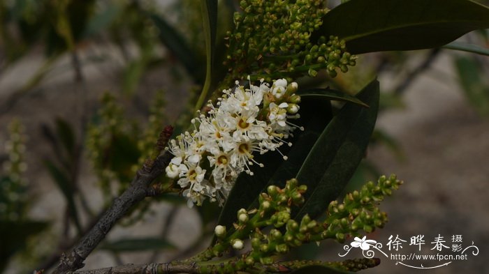 马诺桂樱Prunus laurocerasus 'Mano' 马诺桂樱Prunus laurocerasus 'Mano'