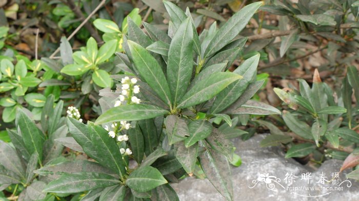 ‘狭叶’桂樱Prunus laurocerasus 'Otto Luyken' ‘狭叶’桂樱Prunus laurocerasus 'Otto Luyken'