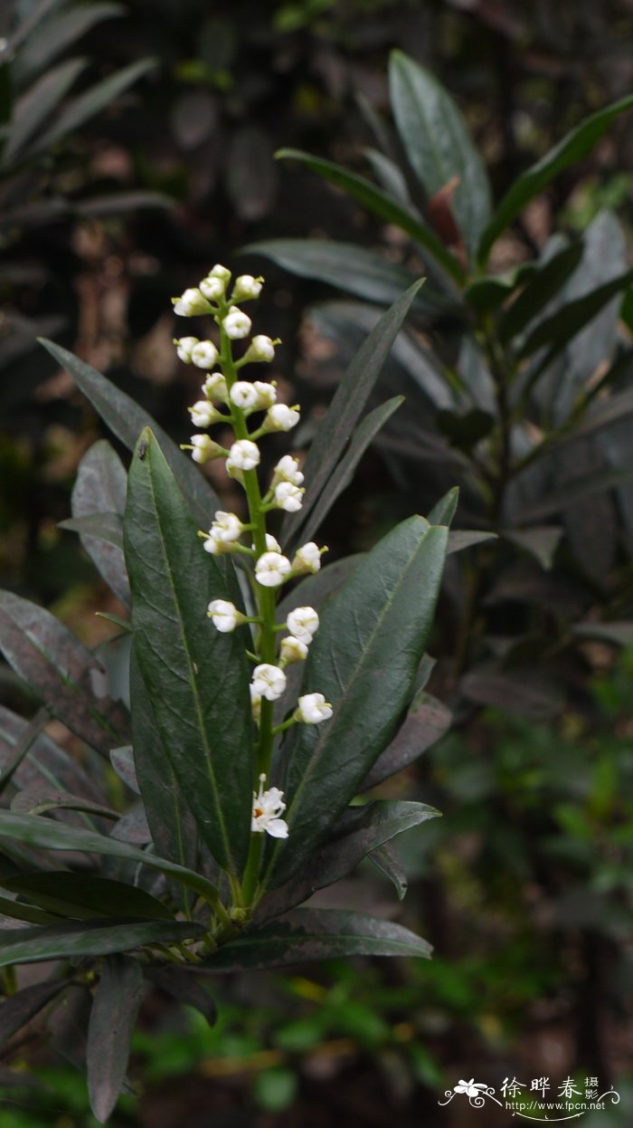 ‘狭叶’桂樱Prunus laurocerasus 'Otto Luyken'