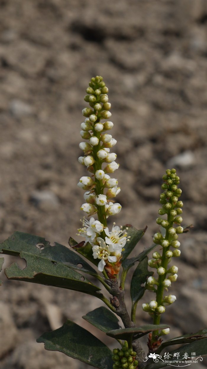 ‘万奈斯’桂樱Prunus laurocerasus 'Van Nes'