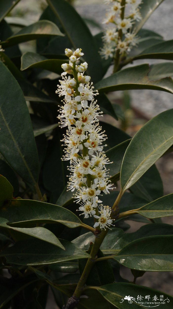 ‘高加索’桂樱Prunus laurocerasus 'Caucasica'