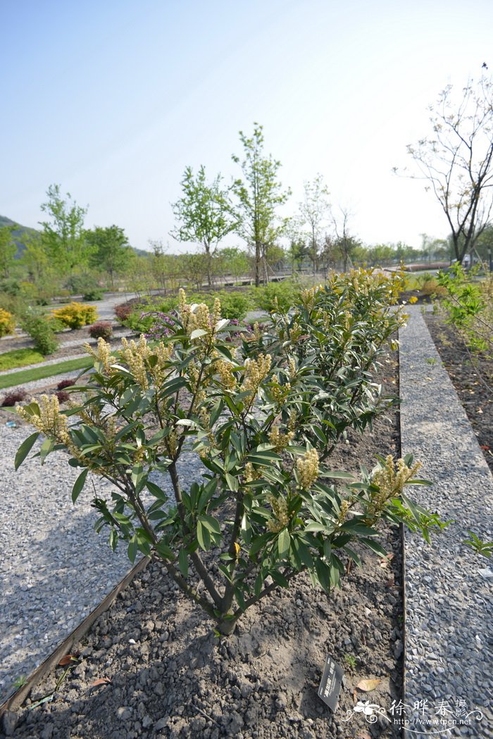 ‘高加索’桂樱Prunus laurocerasus 'Caucasica' ‘高加索’桂樱Prunus laurocerasus 'Caucasica'