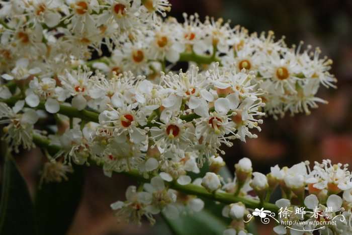 桂樱Prunus laurocerasus 桂樱Prunus laurocerasus