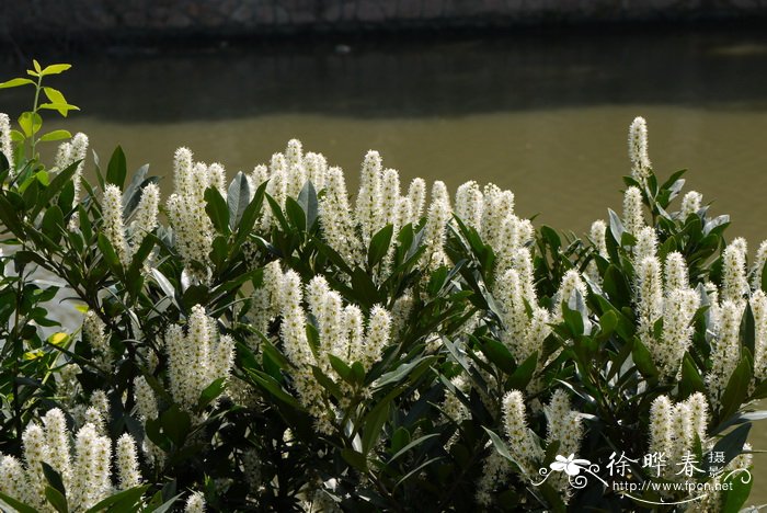 桂樱Prunus laurocerasus 桂樱Prunus laurocerasus
