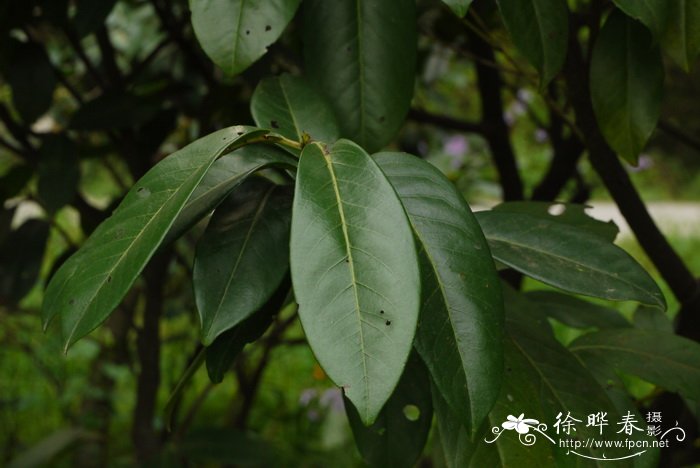 桂樱Prunus laurocerasus 桂樱Prunus laurocerasus