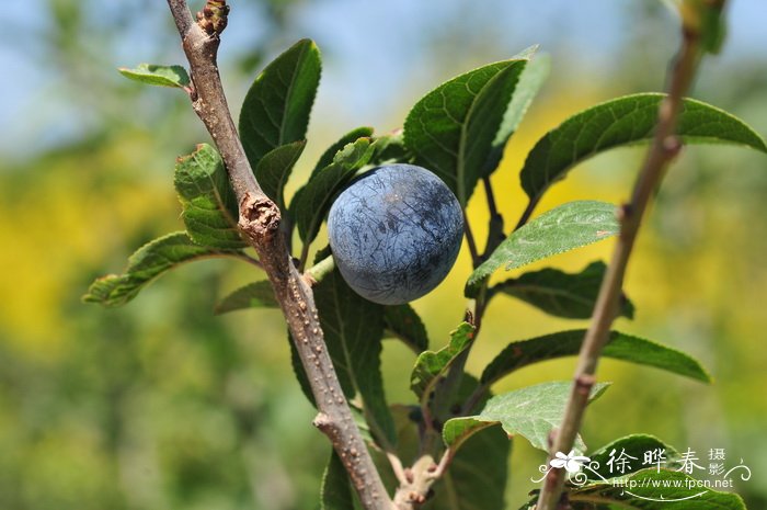 黑刺李 Prunus spinosa 黑刺李 Prunus spinosa