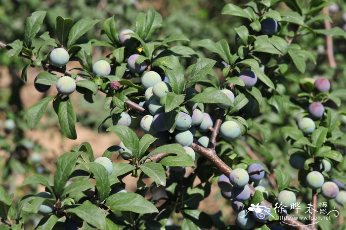 黑刺李 Prunus spinosa