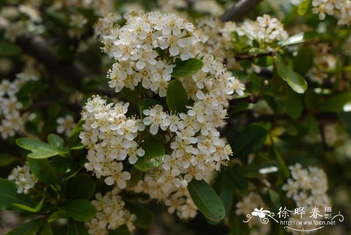 火棘 Pyracantha fortuneana