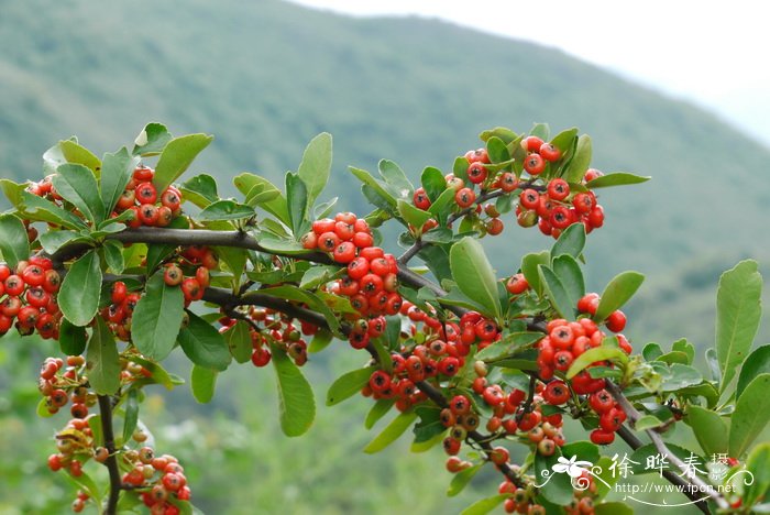 火棘 Pyracantha fortuneana 火棘 Pyracantha fortuneana