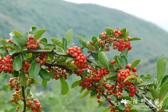 火棘 Pyracantha fortuneana