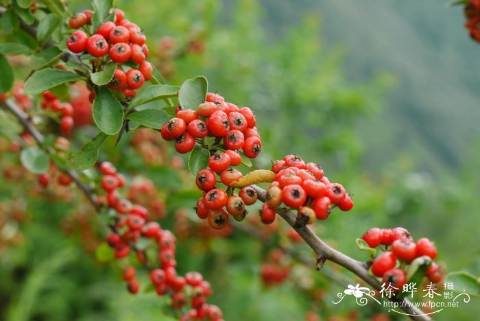 火棘 Pyracantha fortuneana