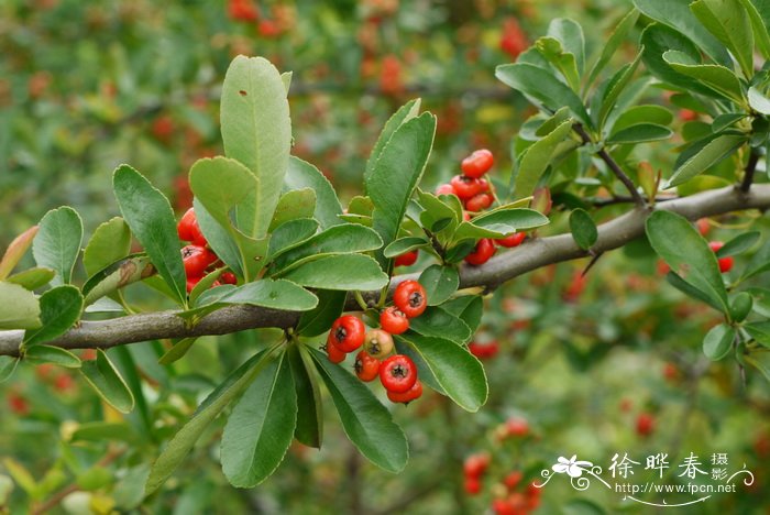 火棘 Pyracantha fortuneana 火棘 Pyracantha fortuneana