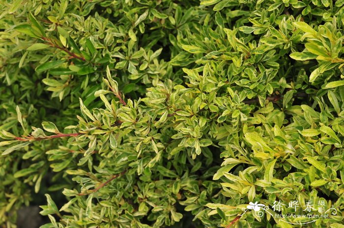 小丑火棘Pyracantha fortuneana ‘Harlequin’ 小丑火棘Pyracantha fortuneana ‘Harlequin’