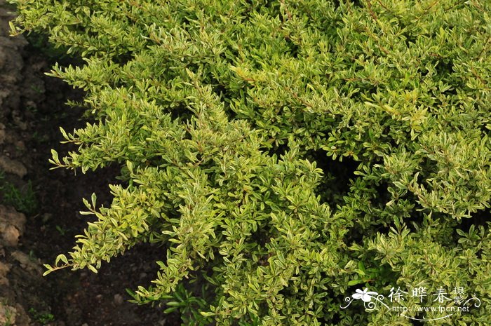 小丑火棘Pyracantha fortuneana ‘Harlequin’