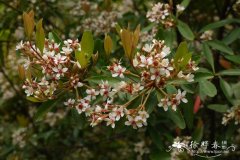 柳叶石斑木Raphiolepis salicifolia