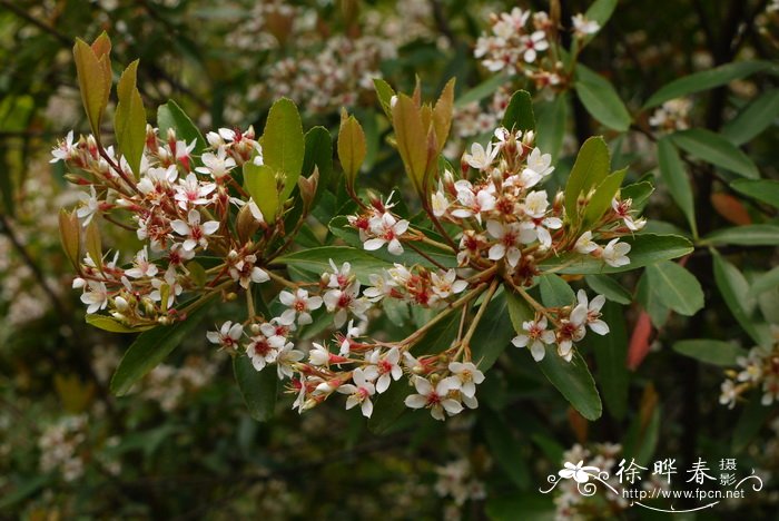 柳叶石斑木Raphiolepis salicifolia 柳叶石斑木Raphiolepis salicifolia