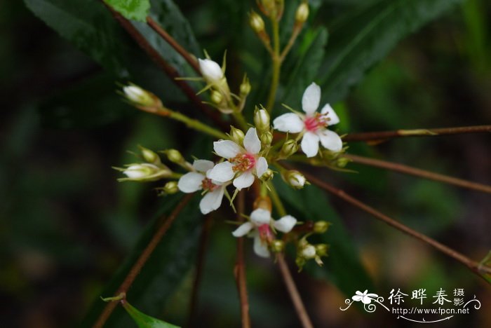 柳叶石斑木Raphiolepis salicifolia