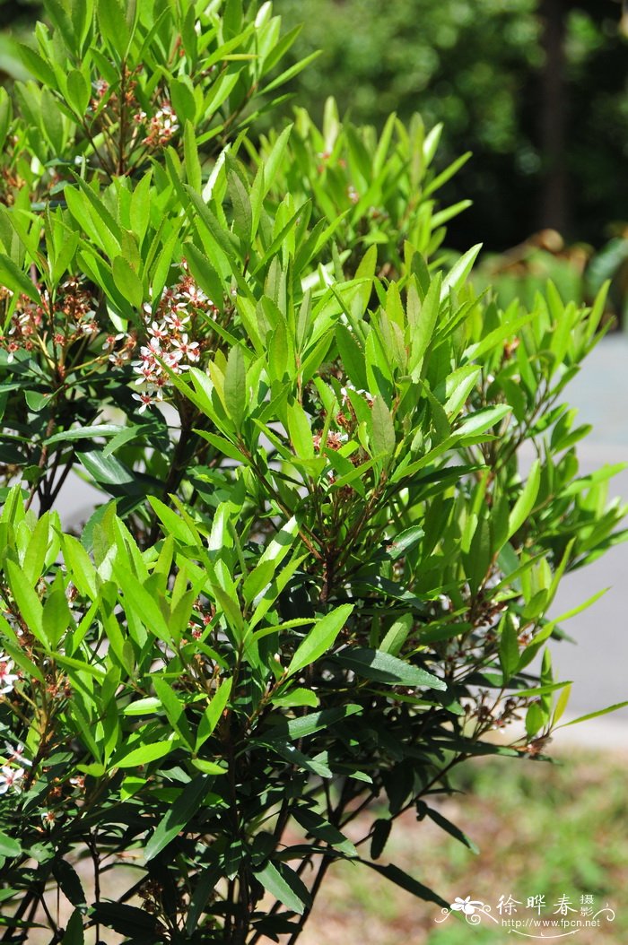 柳叶石斑木Raphiolepis salicifolia