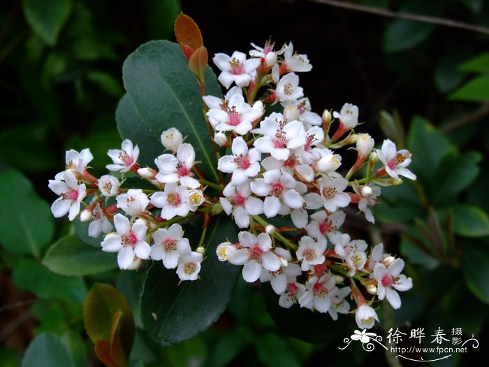 石斑木Rhaphiolepis indica 石斑木Rhaphiolepis indica