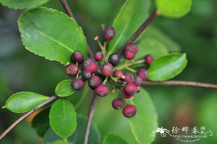 石斑木Rhaphiolepis indica 石斑木Rhaphiolepis indica