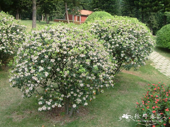 石斑木Rhaphiolepis indica 石斑木Rhaphiolepis indica