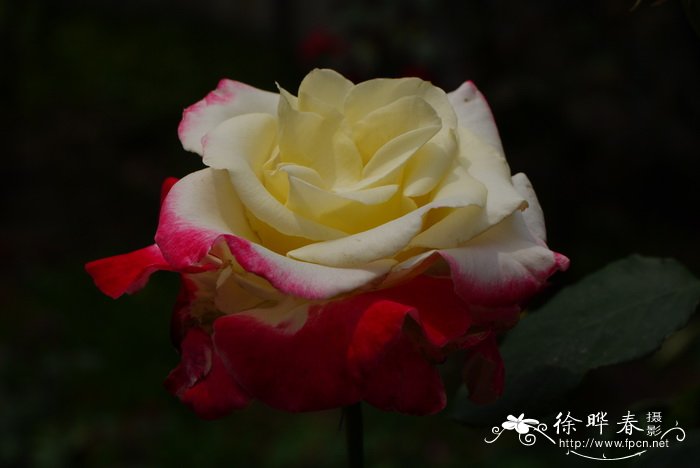 现代月季Rosa hybrida 现代月季Rosa hybrida