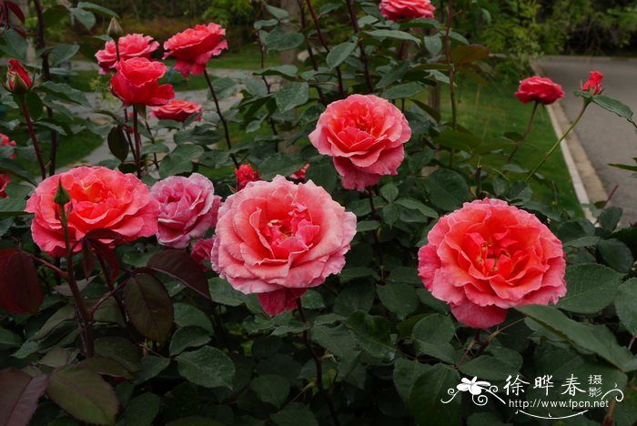 现代月季Rosa hybrida 现代月季Rosa hybrida