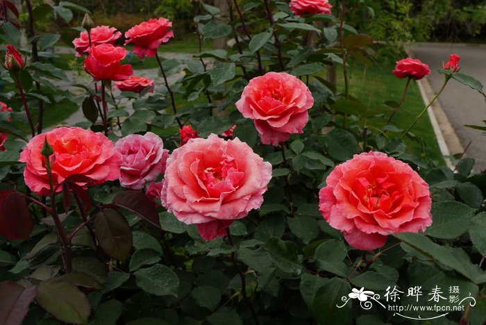 现代月季Rosa hybrida