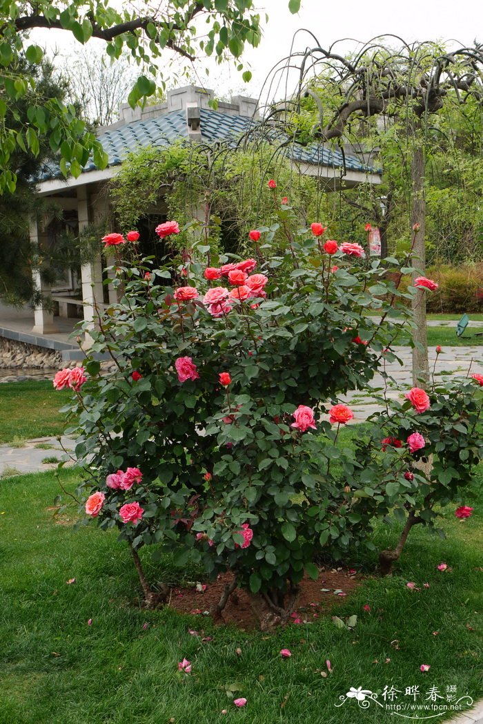 现代月季Rosa hybrida 现代月季Rosa hybrida