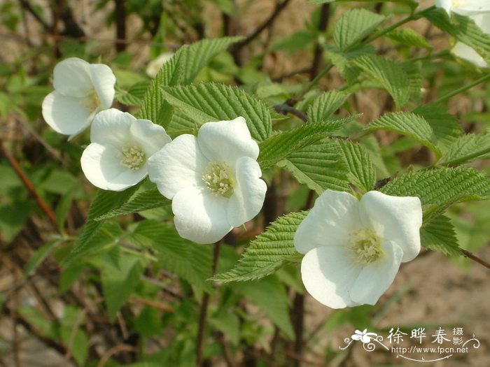 鸡麻Rhodotypos scandens 鸡麻Rhodotypos scandens