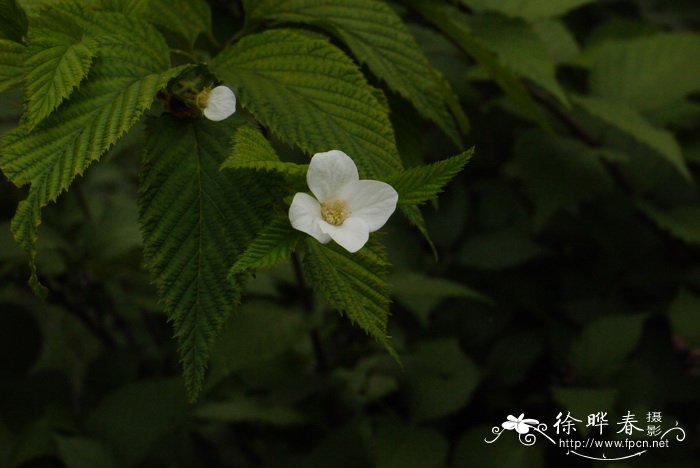 鸡麻Rhodotypos scandens 鸡麻Rhodotypos scandens