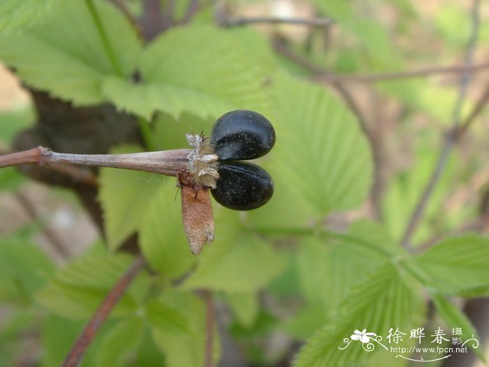 鸡麻Rhodotypos scandens 鸡麻Rhodotypos scandens