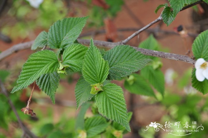 鸡麻Rhodotypos scandens 鸡麻Rhodotypos scandens