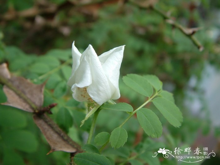 扁刺峨嵋蔷薇Rosa omeiensis f. pteracantha