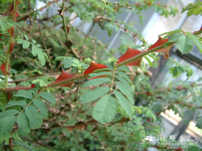 扁刺峨嵋蔷薇Rosa omeiensis f. pteracantha