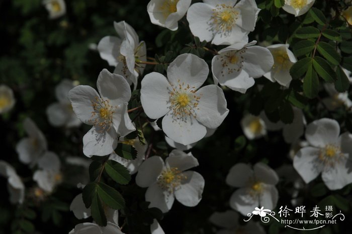 峨眉蔷薇Rosa omeiensis 峨眉蔷薇Rosa omeiensis