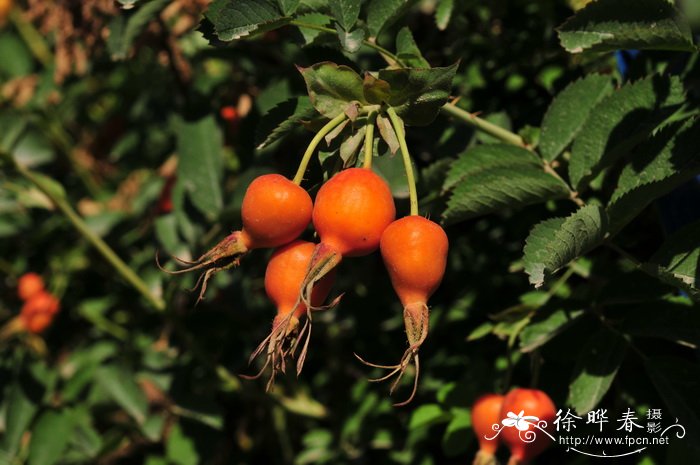 峨眉蔷薇Rosa omeiensis 峨眉蔷薇Rosa omeiensis