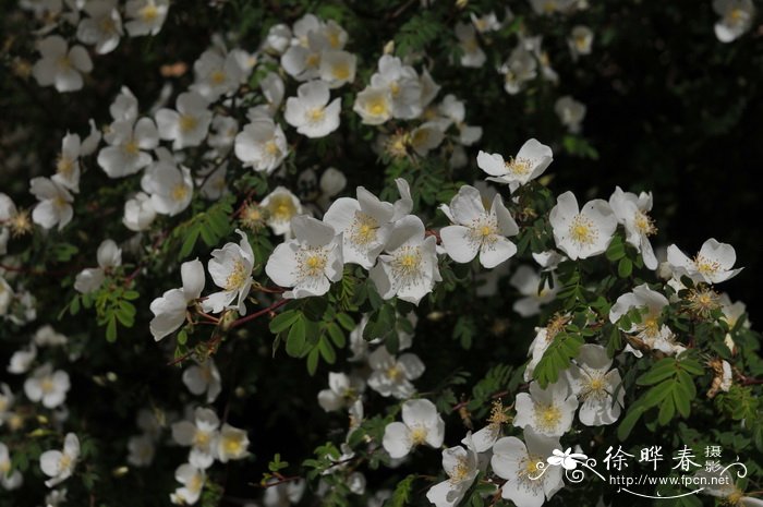 峨眉蔷薇Rosa omeiensis 峨眉蔷薇Rosa omeiensis