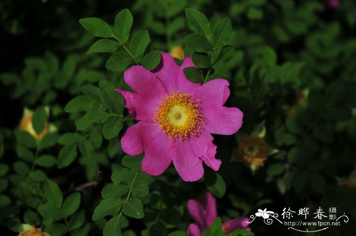 剿丝花Rosa roxburghii