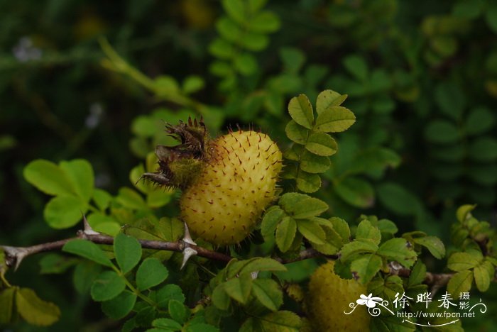 剿丝花Rosa roxburghii 剿丝花Rosa roxburghii