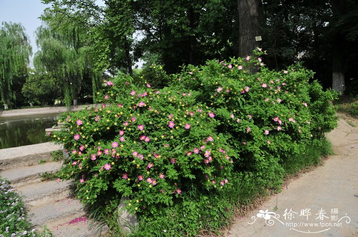 剿丝花Rosa roxburghii 剿丝花Rosa roxburghii