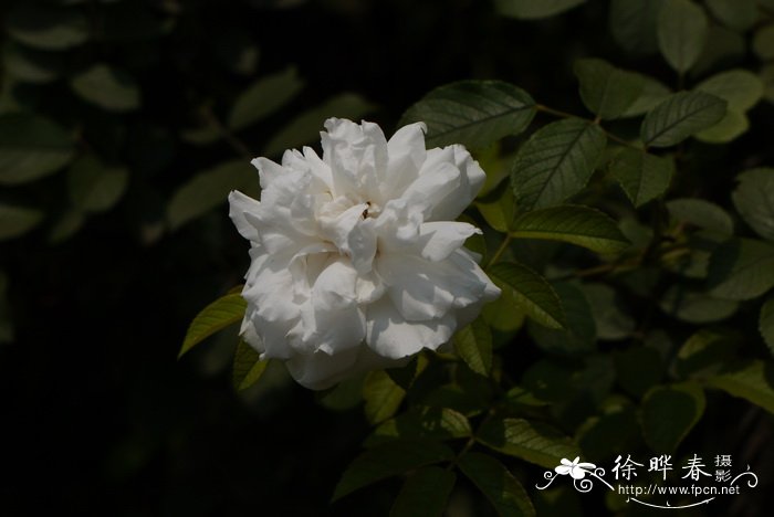 白玫瑰Rosa rugosa var. alba-plena 白玫瑰Rosa rugosa var. alba-plena