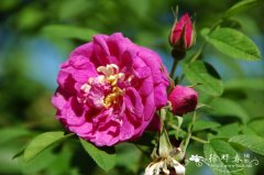 玫瑰Rosa rugosa