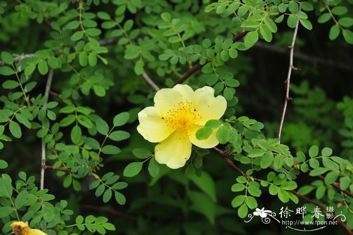 单瓣黄刺玫Rosa xanthina f. normalis