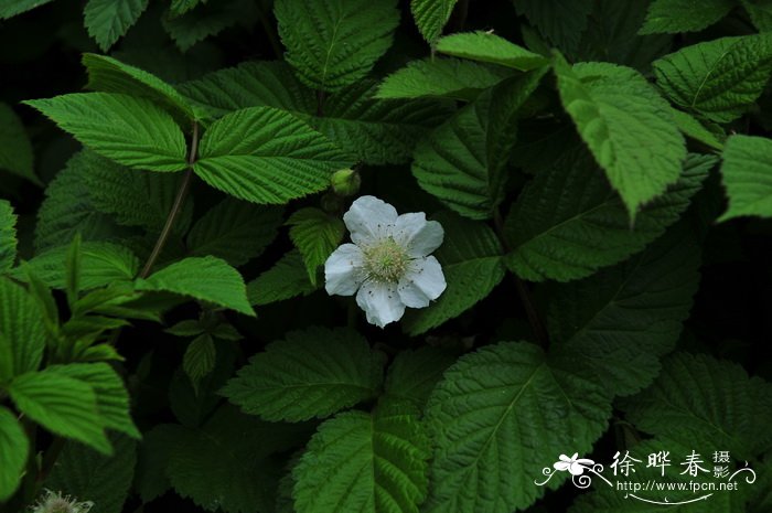 多脉悬钩子Rubus phoenicolasius