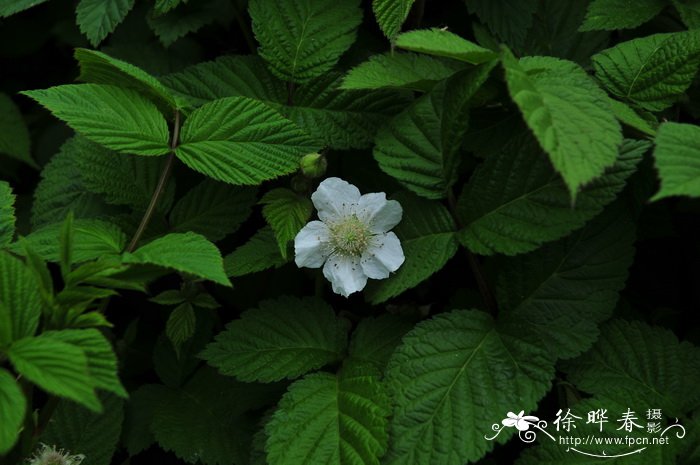 多脉悬钩子Rubus phoenicolasius 多脉悬钩子Rubus phoenicolasius