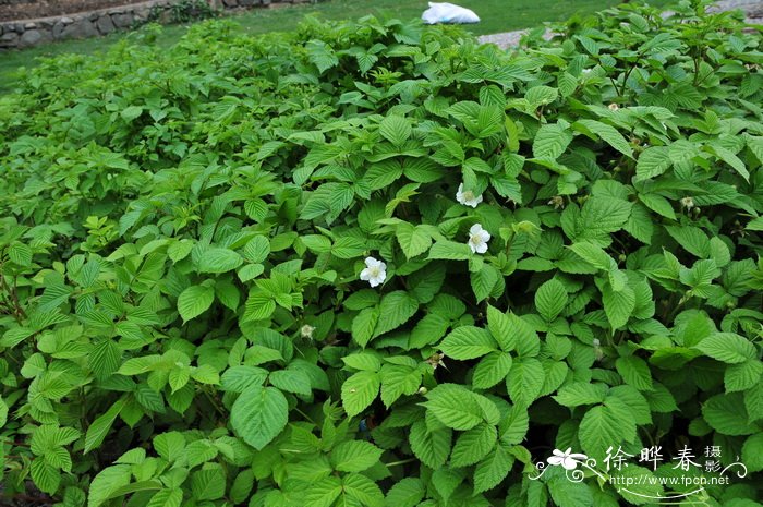 多脉悬钩子Rubus phoenicolasius